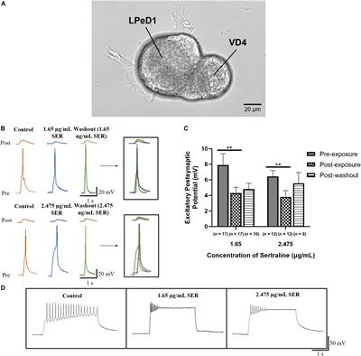 The Antidepressant Sertraline Reduces Synaptic Transmission Efficacy and Synaptogenesis Between Identified Lymnaea Neurons